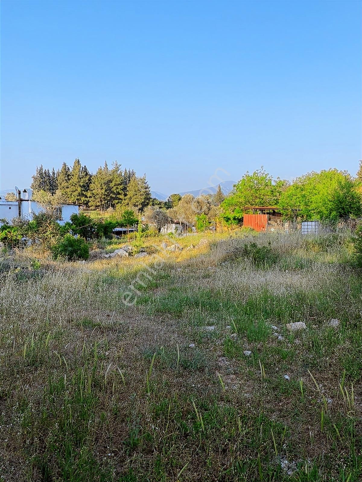 Milas Karacahisar Köyiçinde Satılık Tarla - Görsel 6