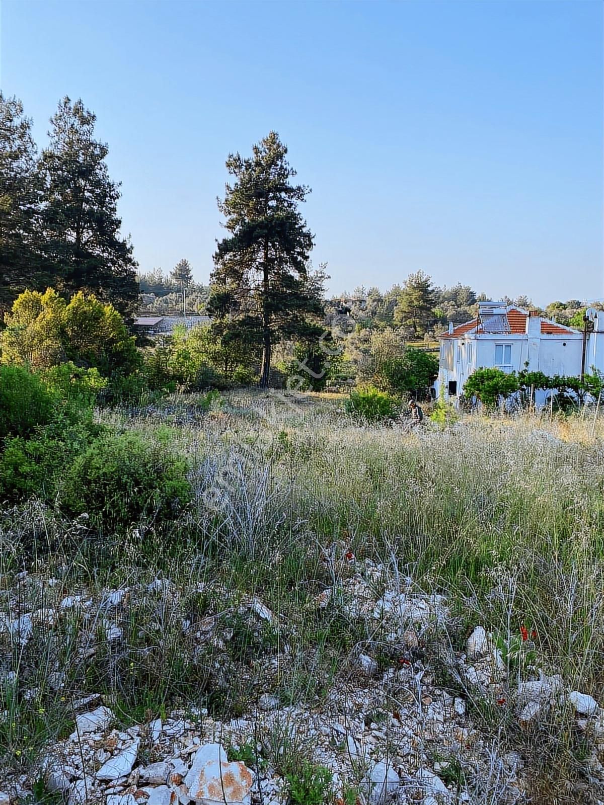 Milas Karacahisar Köyiçinde Satılık Tarla - Görsel 2