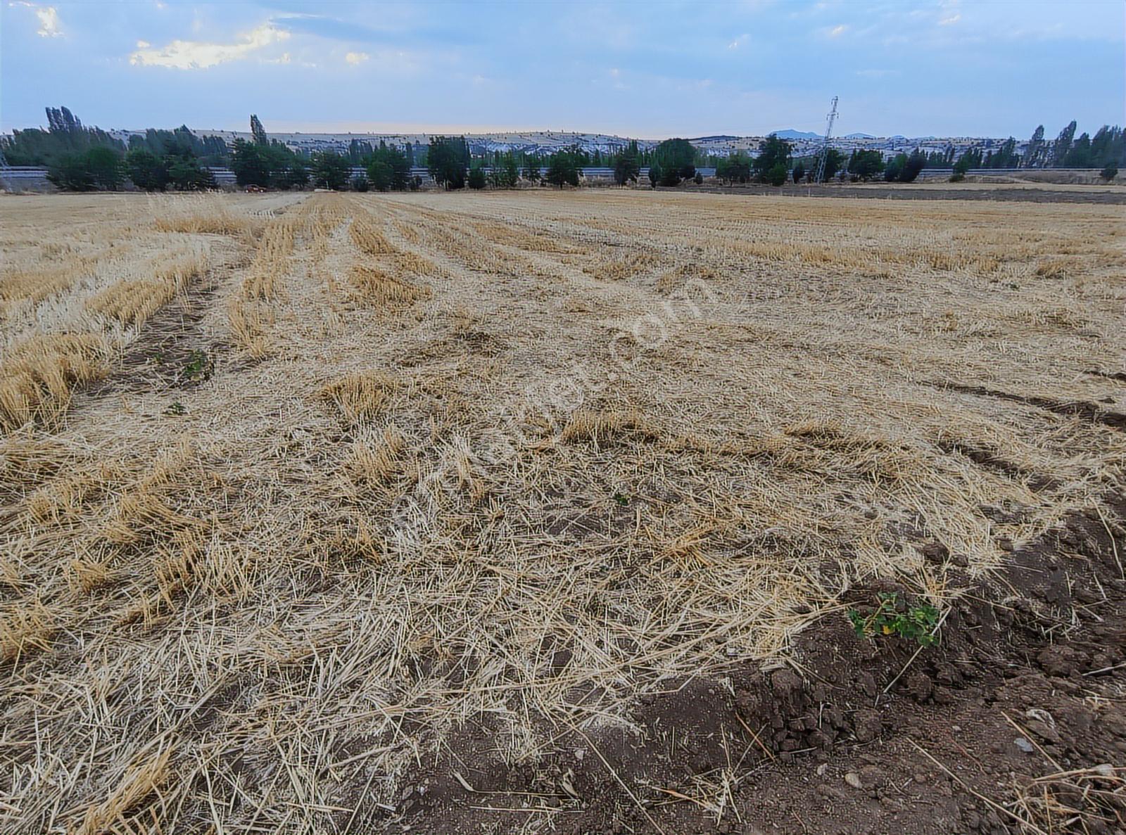 Özpınar ,dan Çavuş Köyüne 1km. Suyu Ve Yolu Olan Bahçe 1750 M2 - Görsel 7