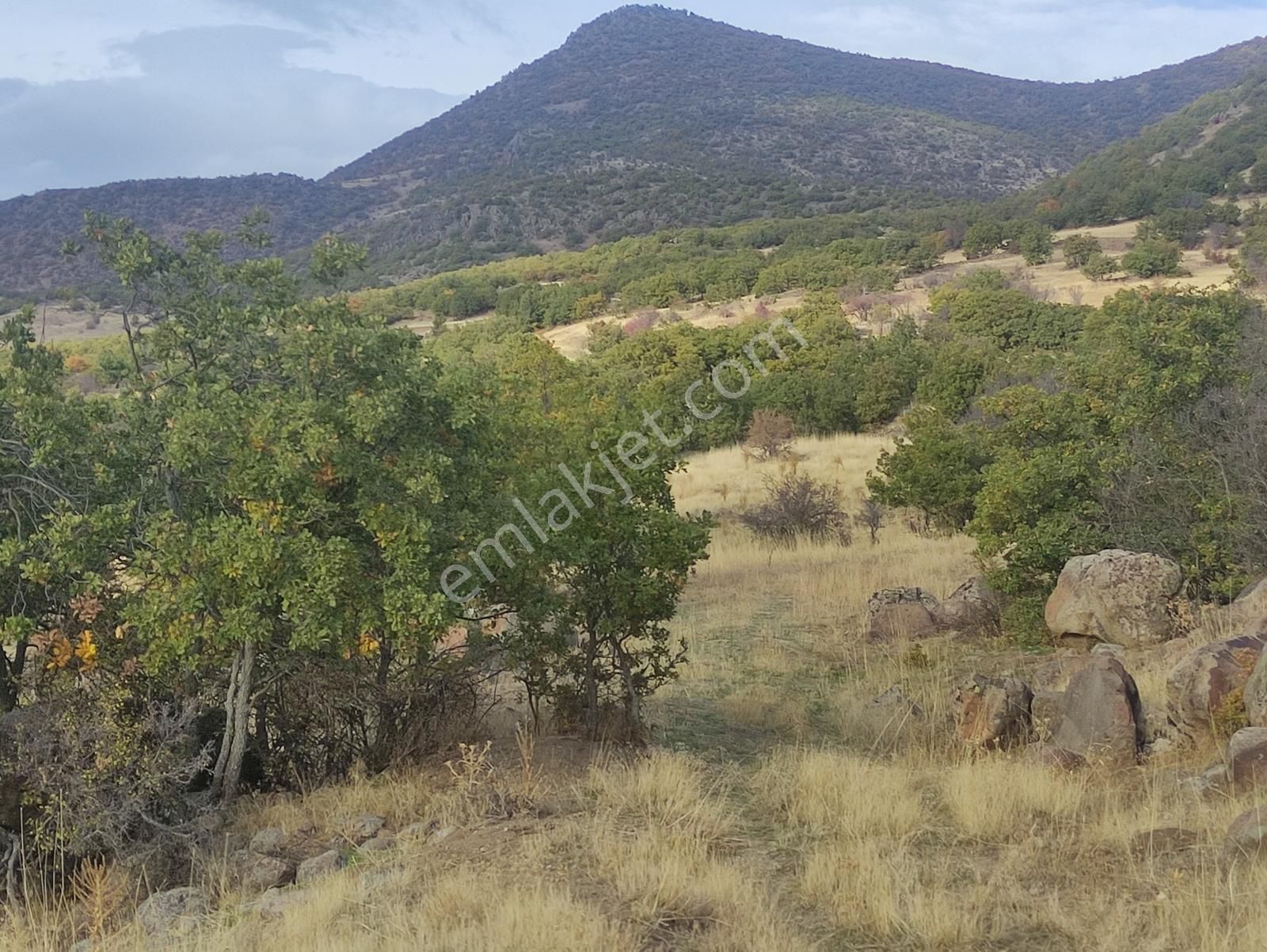 Özpınar,dan Bostandere,de Satılık Tarla 3298 M2 Dağ Yolu Var ! - Görsel 18