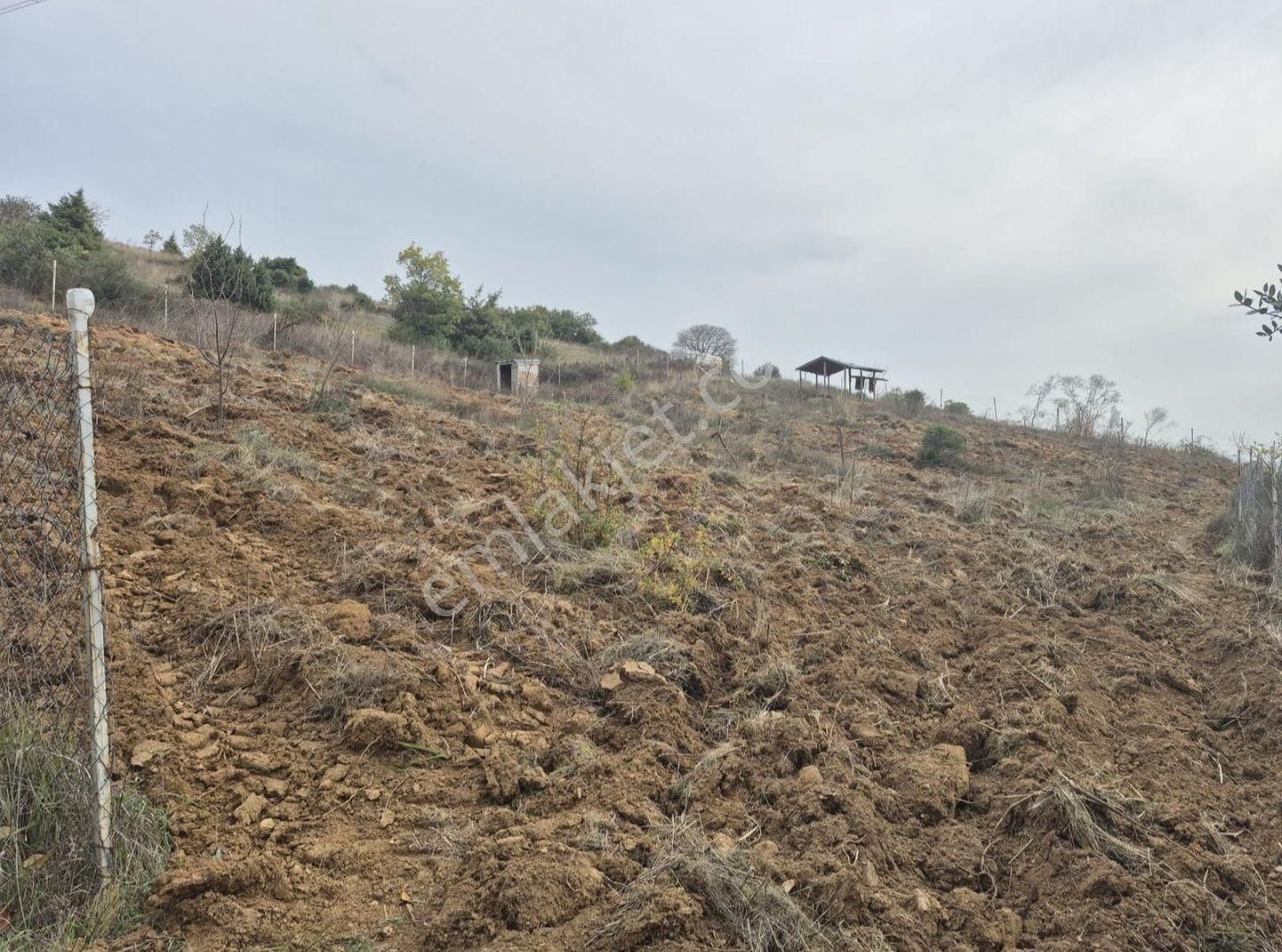 K2 Pera Yenişehir Barçın Hobi Bahçesi 1424 M2 Tek Tapu - Görsel 13