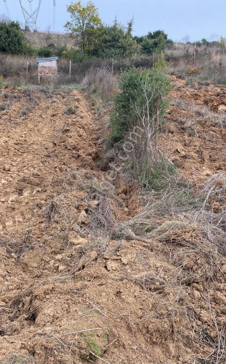 K2 Pera Yenişehir Barçın Hobi Bahçesi 1424 M2 Tek Tapu - Görsel 10