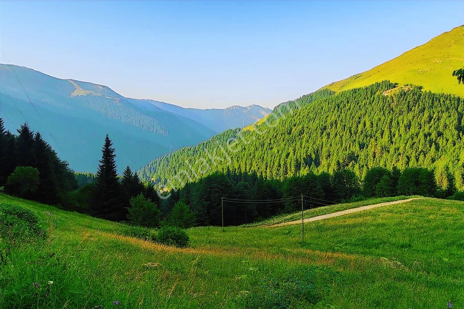 Trabzon Hamsiköyde Gölet Yanı Fırsat Arazi