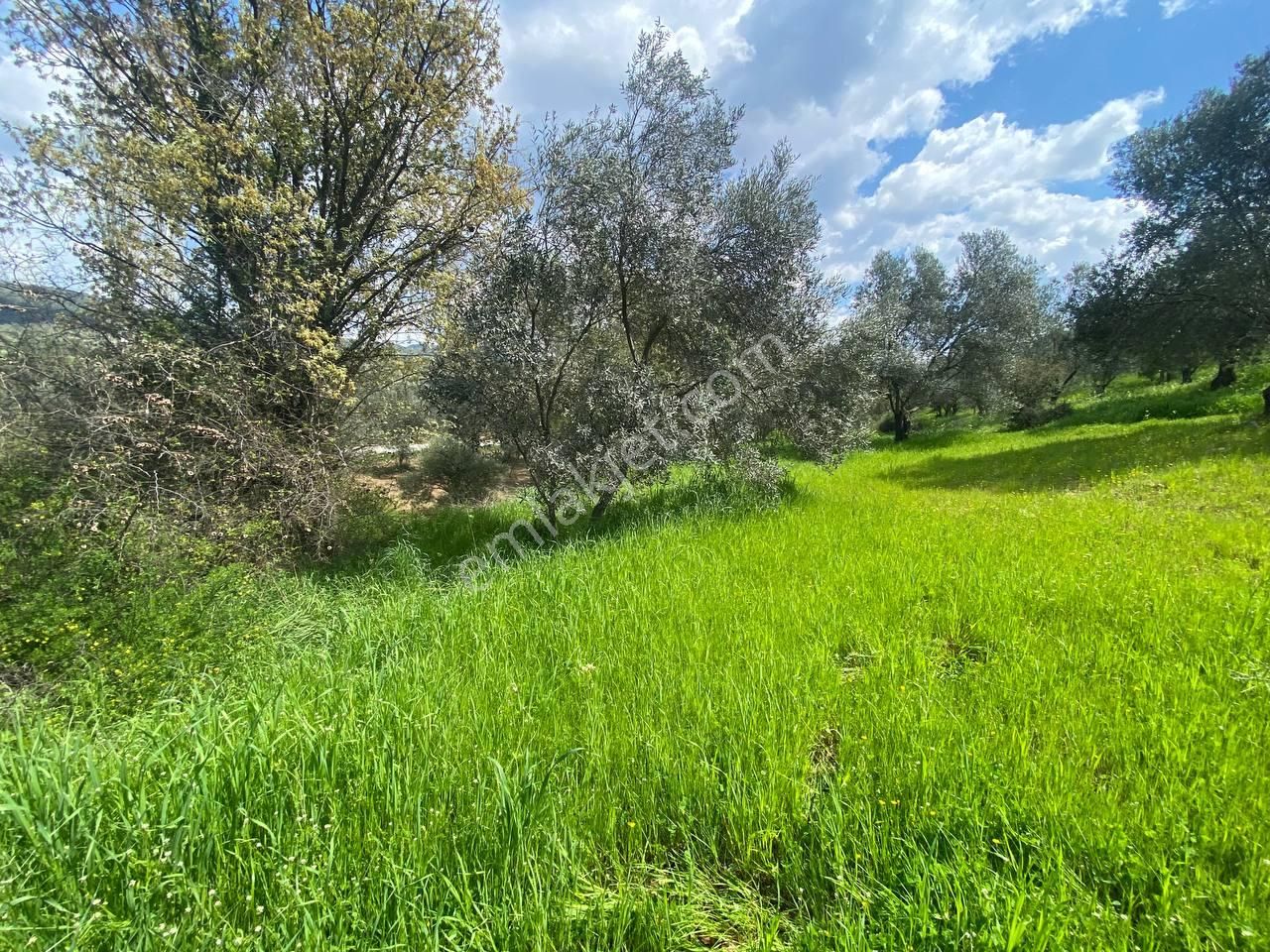 🟩aktif'ten Burhaniye Sübeylidere'de 9200m2 Harika Konumda Satılık Zeytinlik - Görsel 24