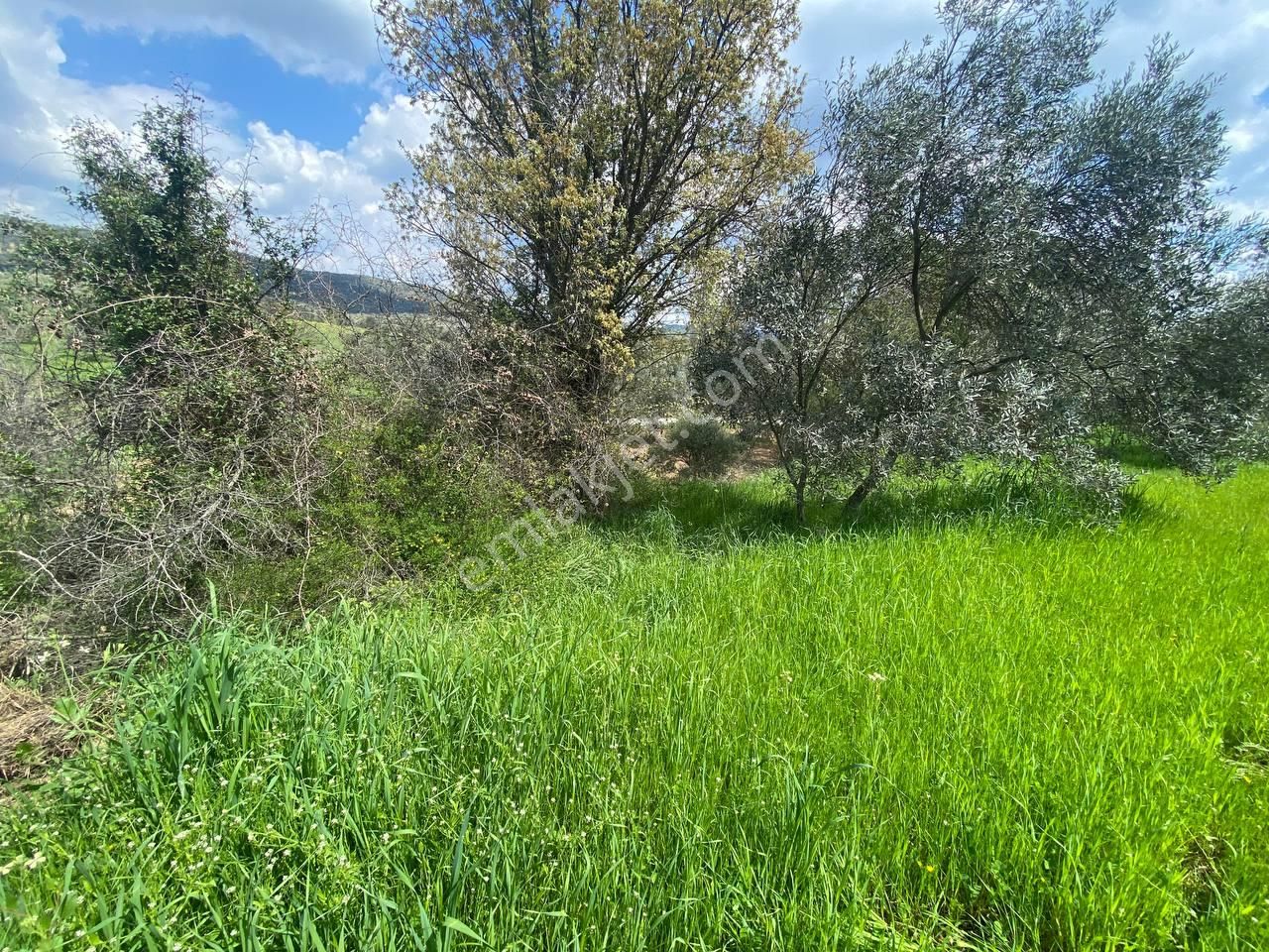 🟩aktif'ten Burhaniye Sübeylidere'de 9200m2 Harika Konumda Satılık Zeytinlik - Görsel 25