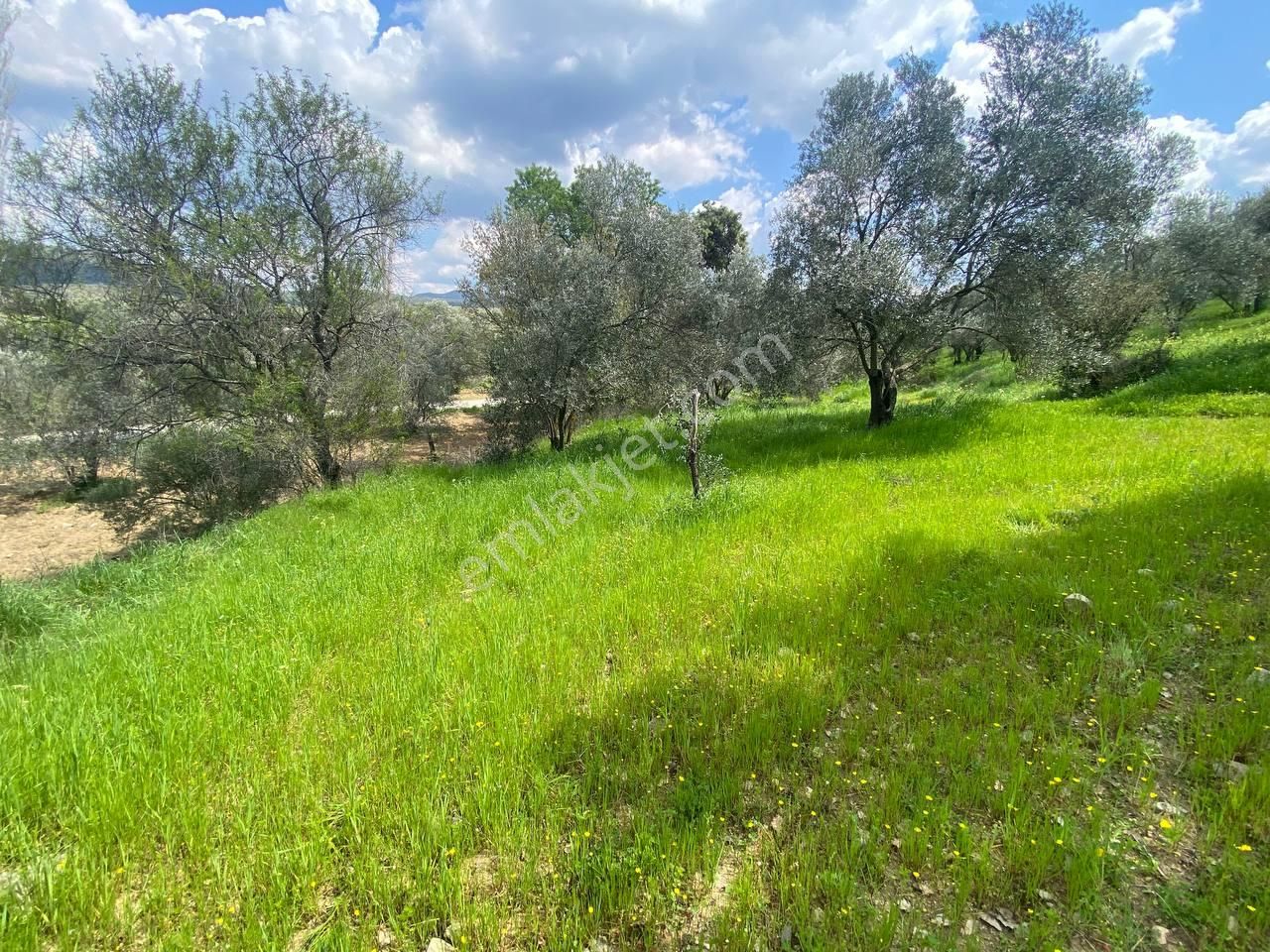 🟩aktif'ten Burhaniye Sübeylidere'de 9200m2 Harika Konumda Satılık Zeytinlik - Görsel 22