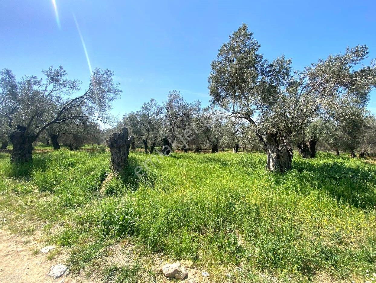 Aktif'ten Burhaniye Taylıeli'nde Uygun 638m2 Satılık Zeytinlik 🟦 - Görsel 24