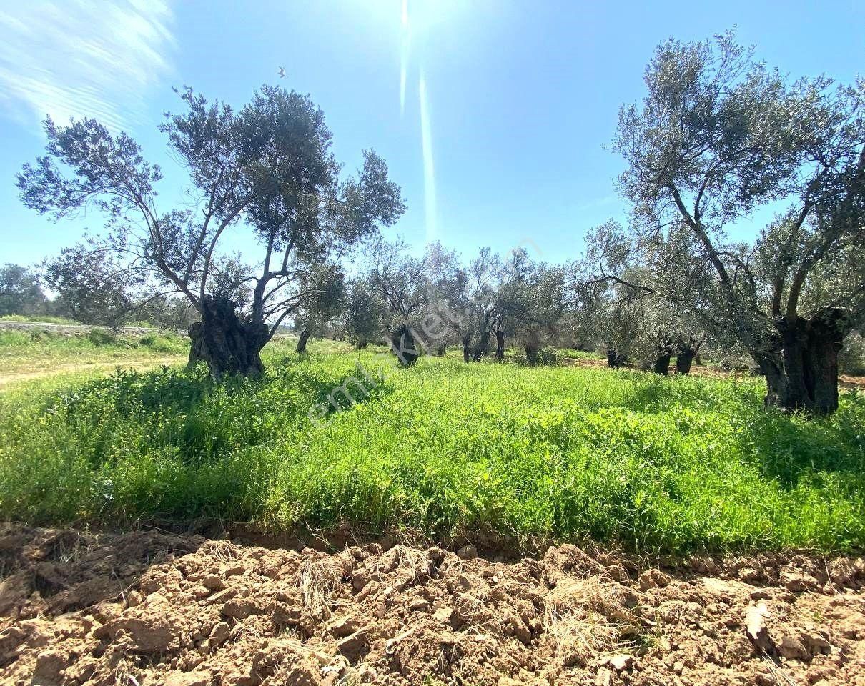 Aktif'ten Burhaniye Taylıeli'nde Uygun 638m2 Satılık Zeytinlik 🟦 - Görsel 20