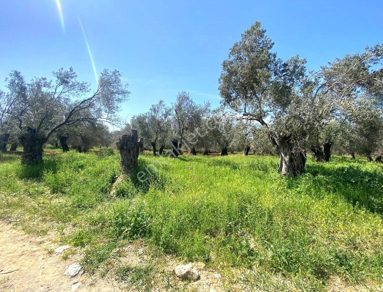 Aktif'ten Burhaniye Taylıeli'nde Uygun 638m2 Satılık Zeytinlik 🟦 - Görsel 25