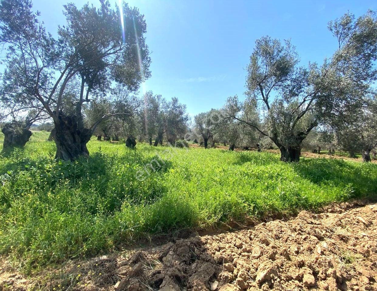 Aktif'ten Burhaniye Taylıeli'nde Uygun 638m2 Satılık Zeytinlik 🟦 - Görsel 23