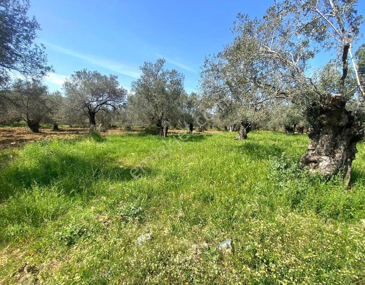 Aktif'ten Burhaniye Taylıeli'nde Uygun 638m2 Satılık Zeytinlik 🟦 - Görsel 17