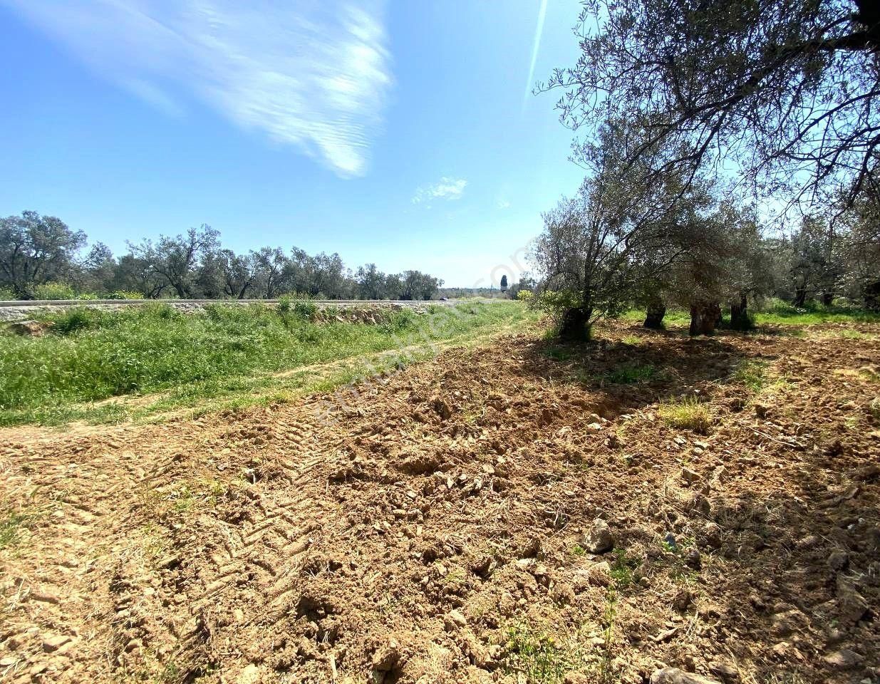 Aktif'ten Burhaniye Taylıeli'nde Uygun 638m2 Satılık Zeytinlik 🟦 - Görsel 33
