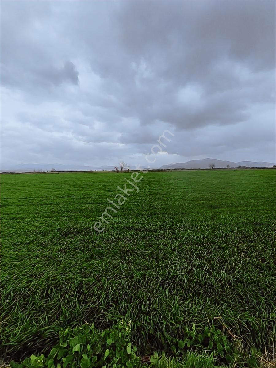 Bayındır Çırpıdada 10.200 M² Verimli, Yatırıma Uygun Tarla - Görsel 9