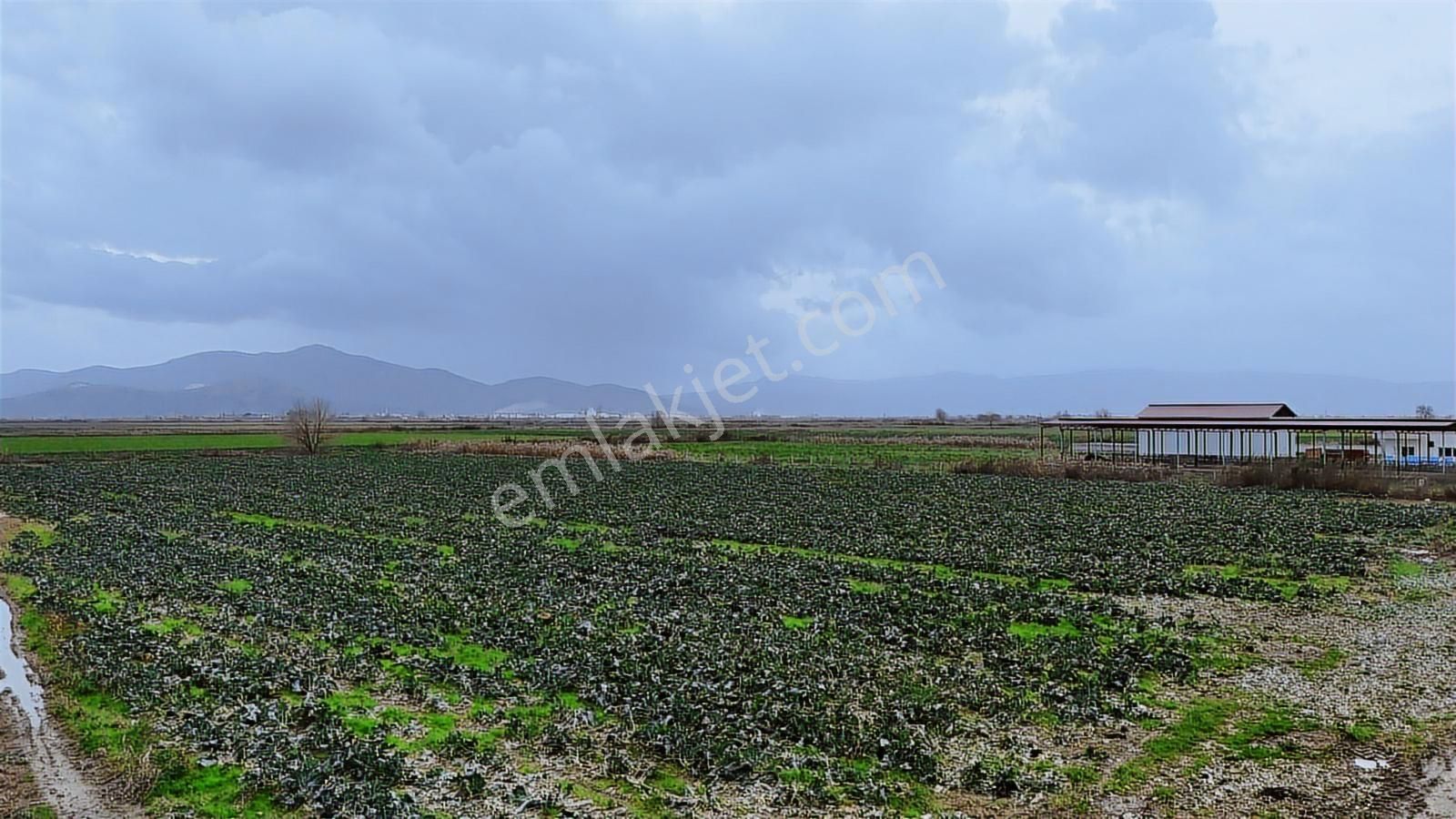 Bayındır Çırpıdada 10.200 M² Verimli, Yatırıma Uygun Tarla - Görsel 11