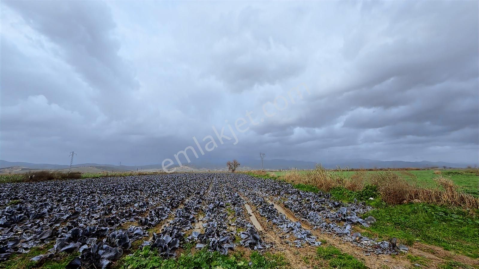 Bayındır Çırpıdada 10.200 M² Verimli, Yatırıma Uygun Tarla - Görsel 3
