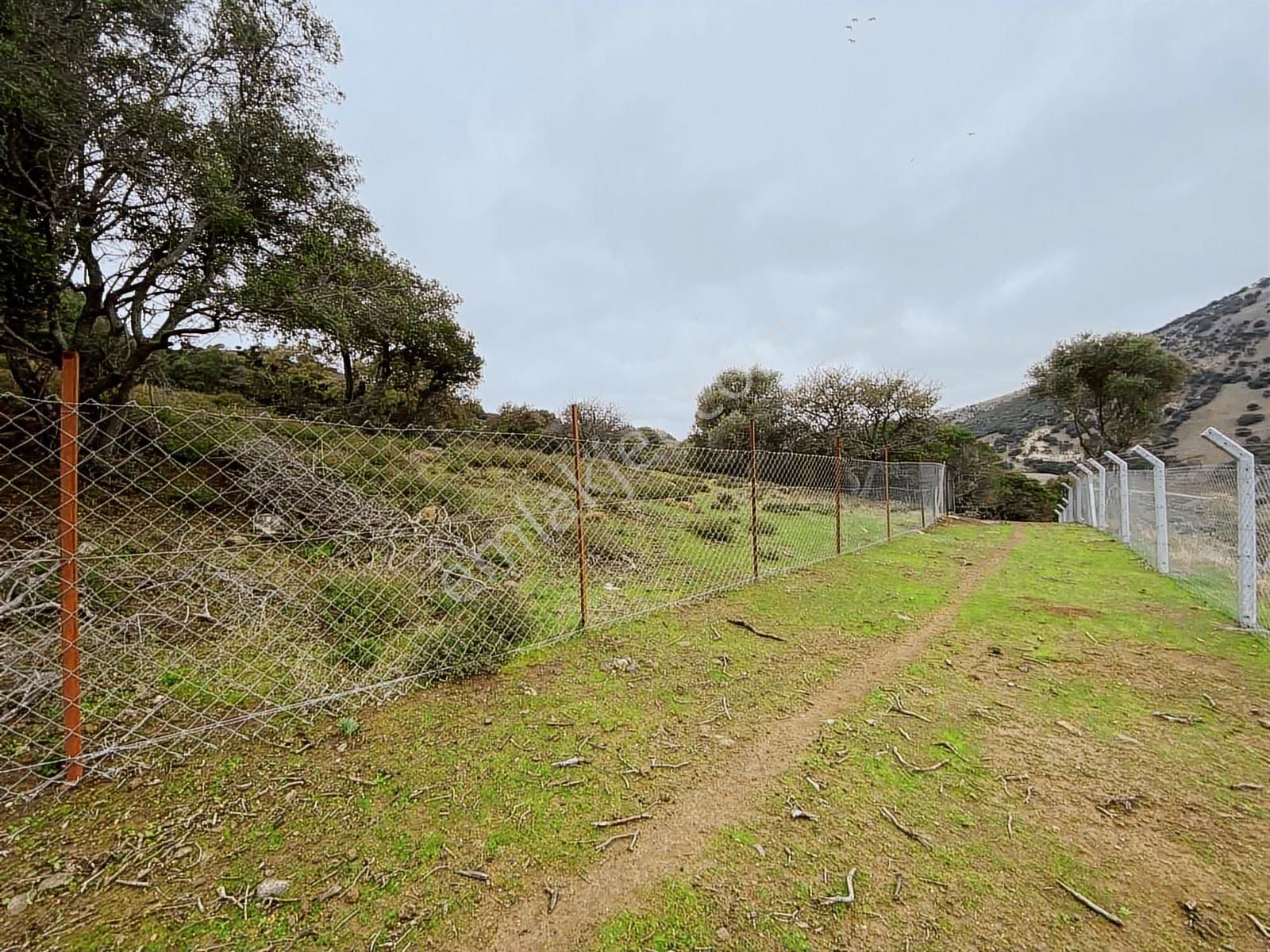 Eşsiz Doğasıyla Zeytinli Köyünde Satılık Zeytinlik - Görsel 7