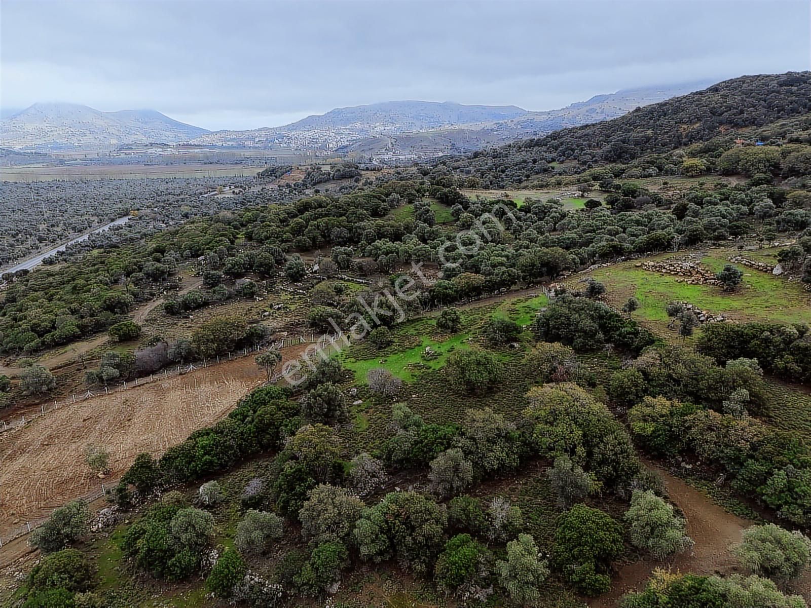 Eşsiz Doğasıyla Zeytinli Köyünde Satılık Zeytinlik - Görsel 21