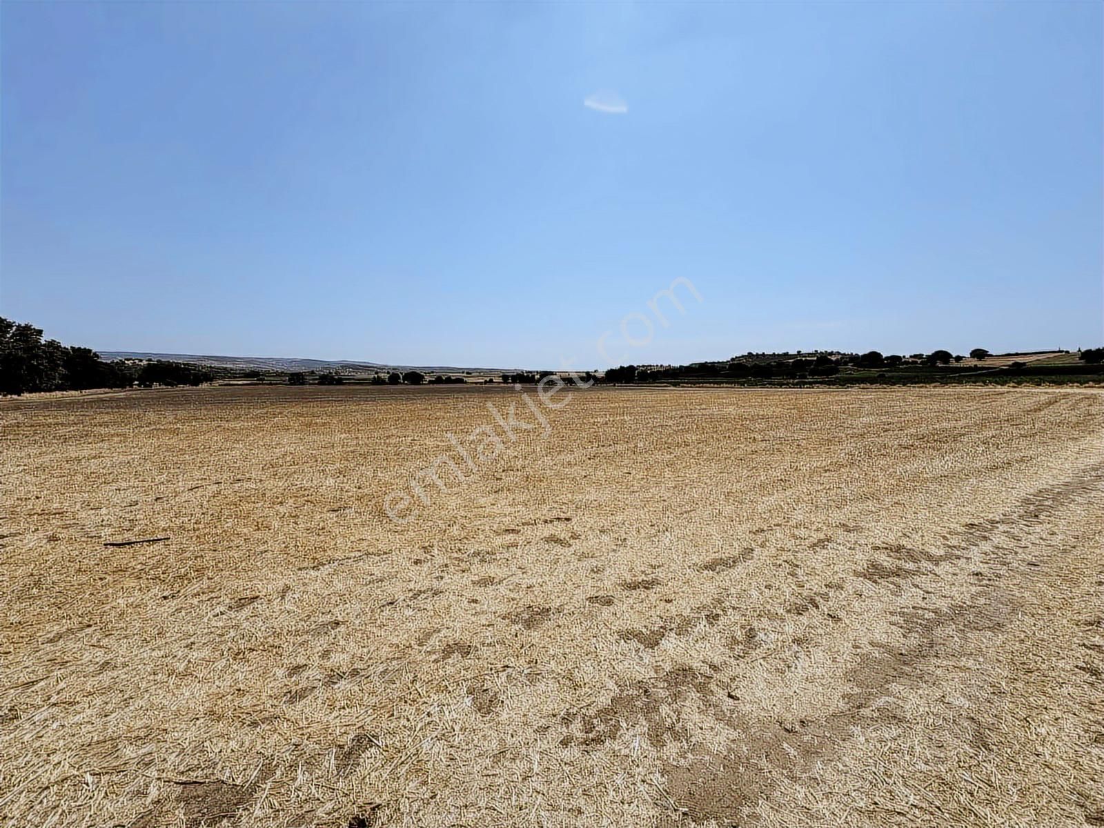 Ayvacık Kösedere Köyünde Denize 1km Satılık Tarla