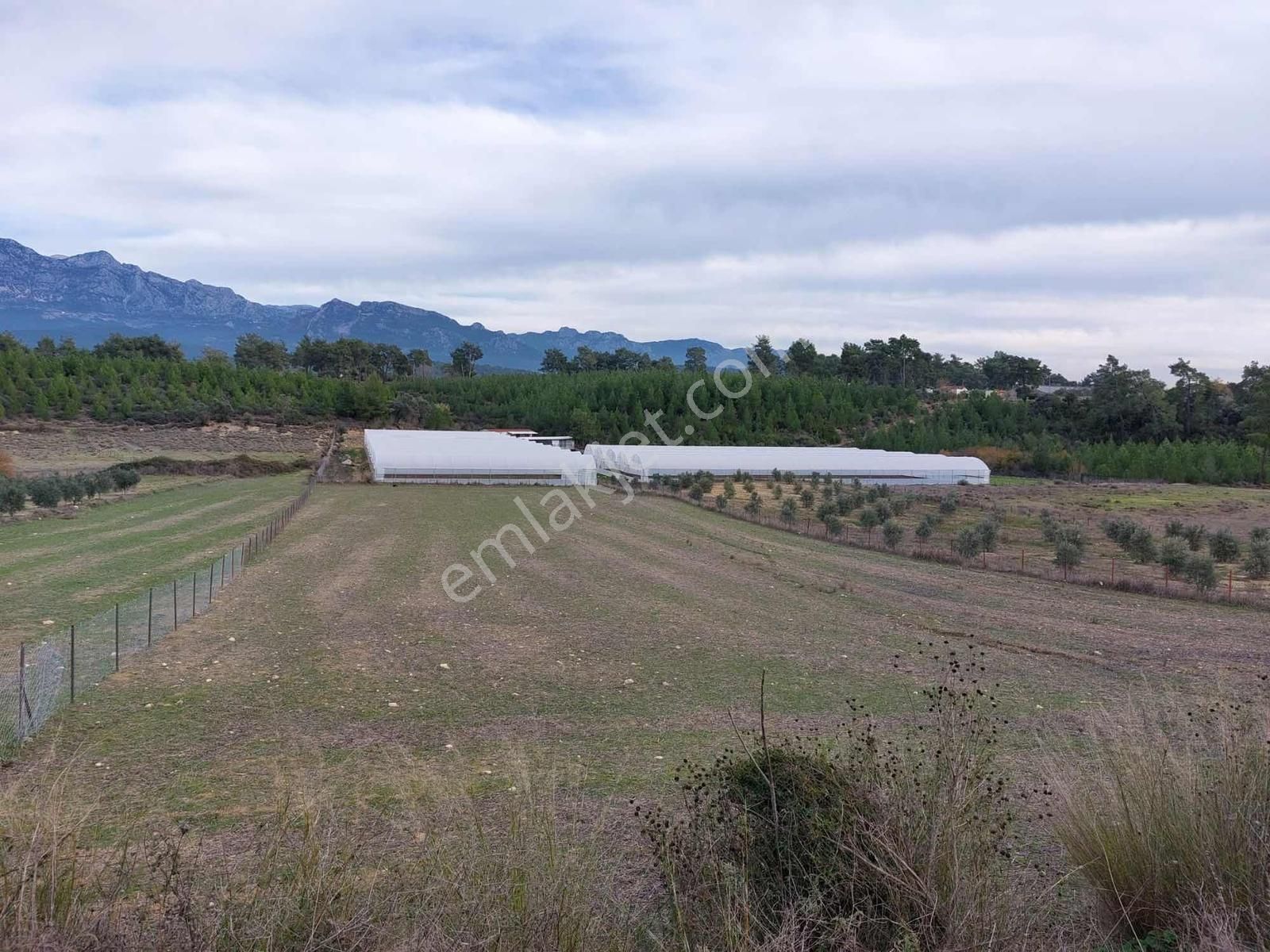 Antalya Gebiz Mahallesi Tek Tapu 3930 M2 Tarla - Görsel 2