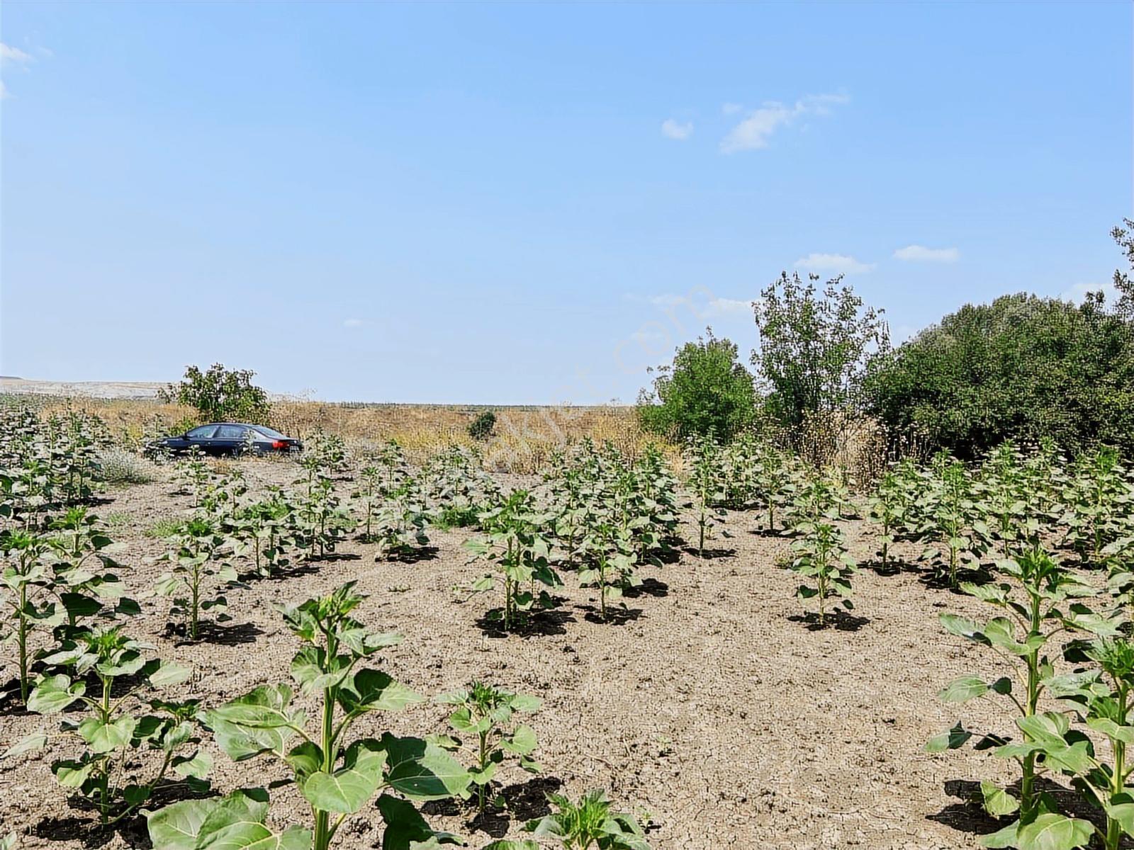 Tekirdağ Malkara Kiremitlik Köyün İçinde Satılık Arsa - Görsel 15