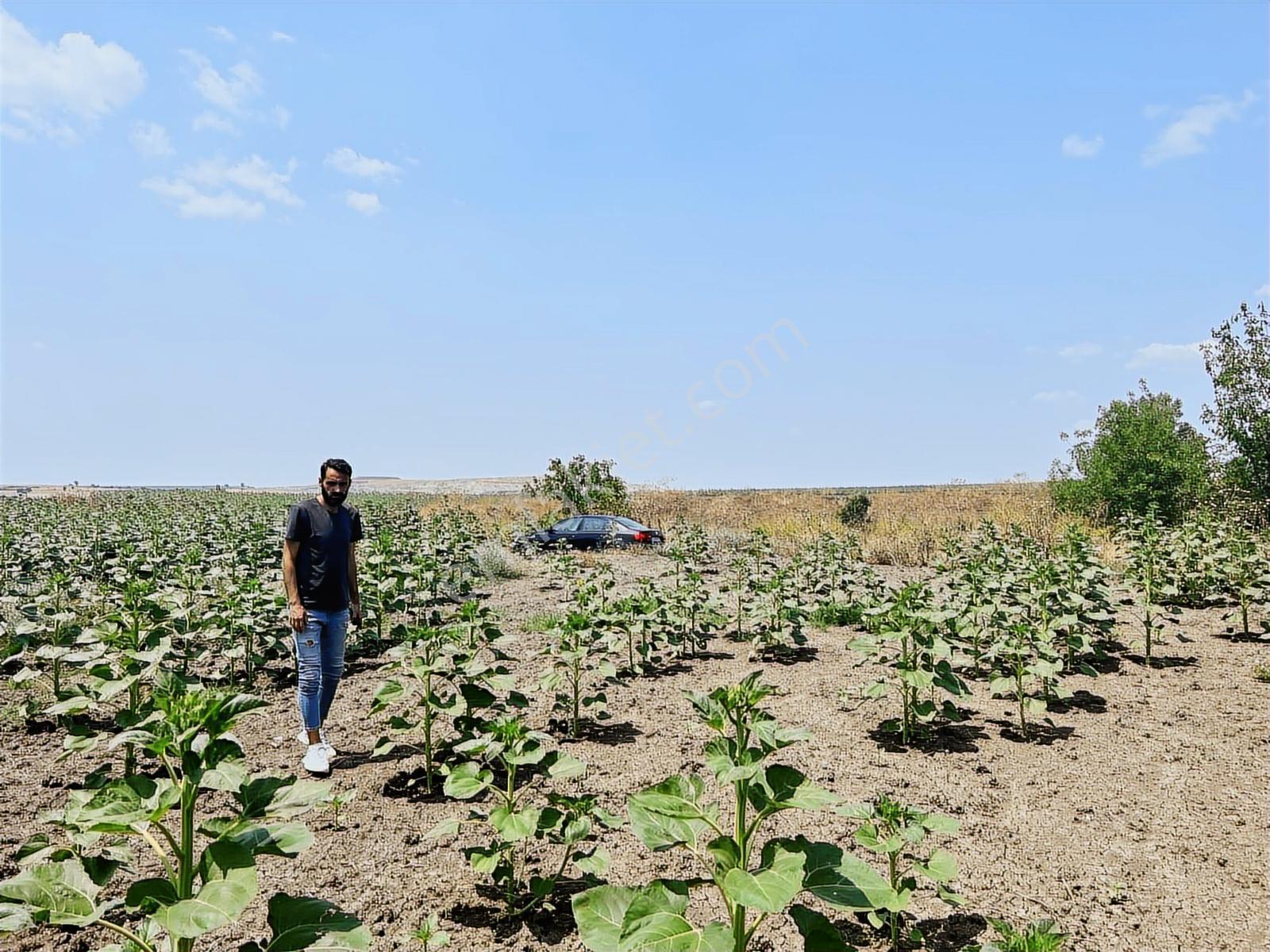 Tekirdağ Malkara Kiremitlik Köyün İçinde Satılık Arsa - Görsel 14