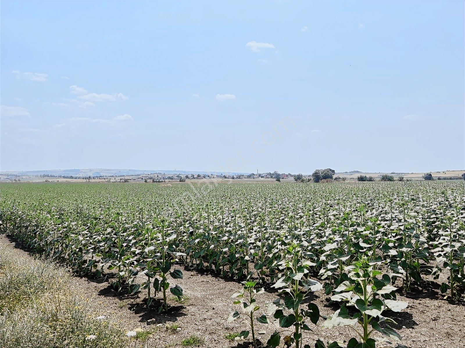 Tekirdağ Malkara Kiremitlik Köyün İçinde Satılık Arsa - Görsel 9