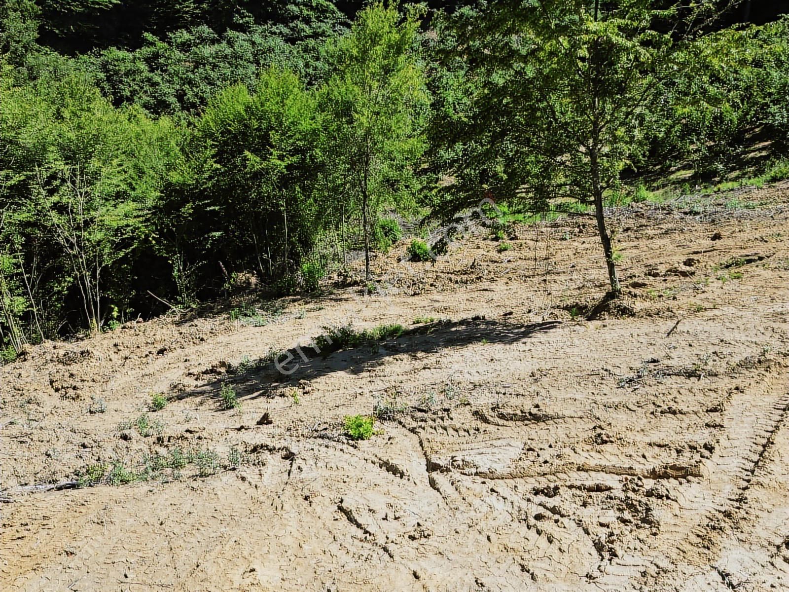 İnnova'dan Kocaeli Topluca'da Satılık Fındık Bahçesi - Görsel 4