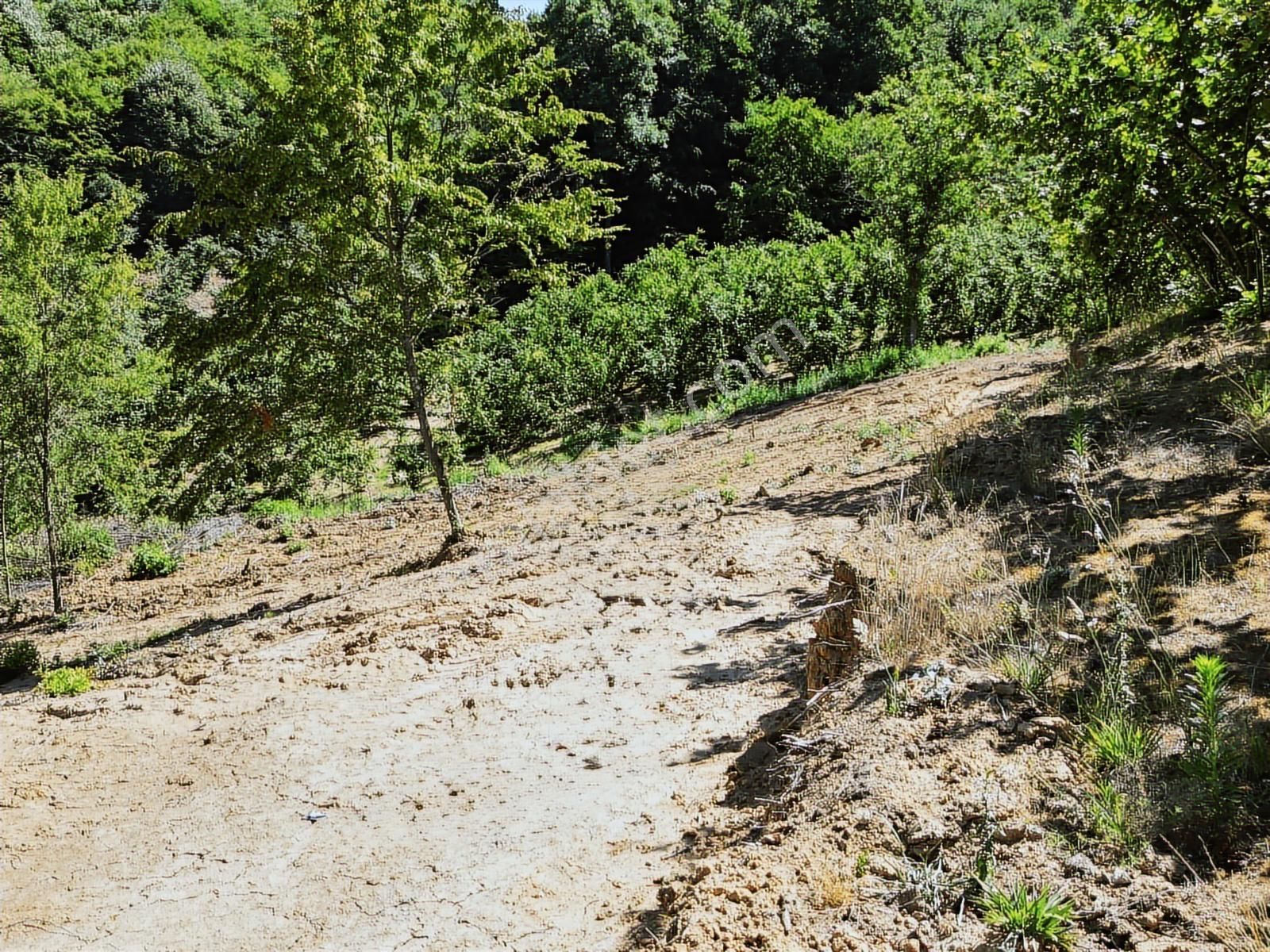 İnnova'dan Kocaeli Topluca'da Satılık Fındık Bahçesi - Görsel 8
