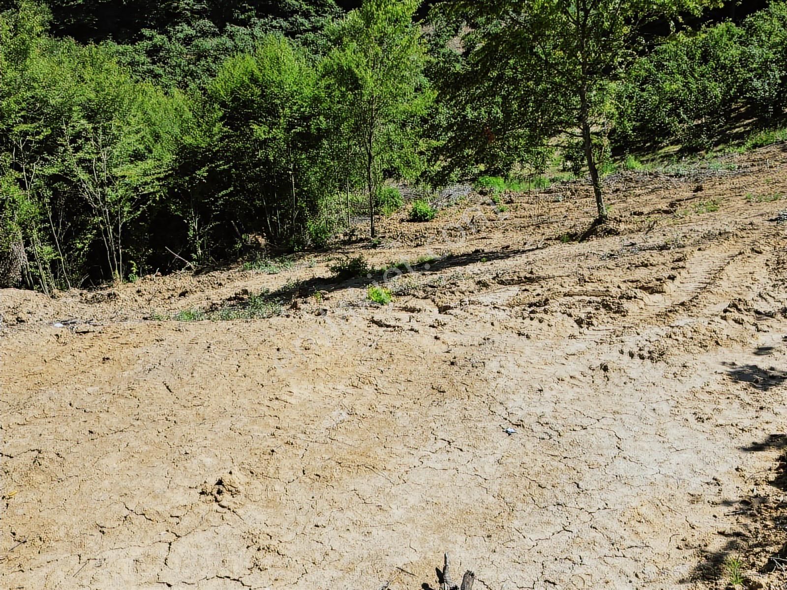 İnnova'dan Kocaeli Topluca'da Satılık Fındık Bahçesi