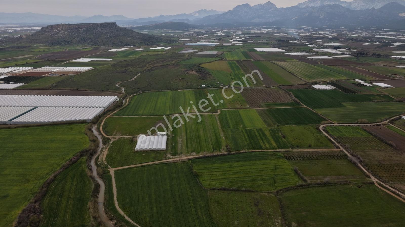 12300 M2 Satılık Tarla | Verimli Nar Bahçesi - Görsel 4