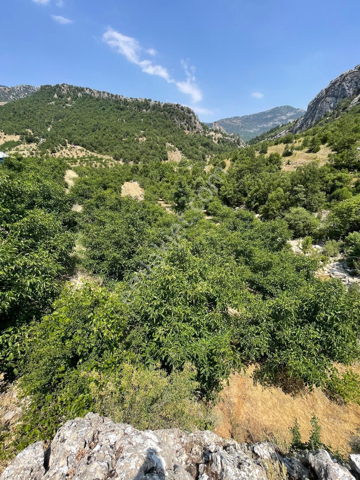 Alanya Karapınar Mevki Büyük Pınar Yaylasında Satılık 3.900 M2 Tarla - Görsel 26