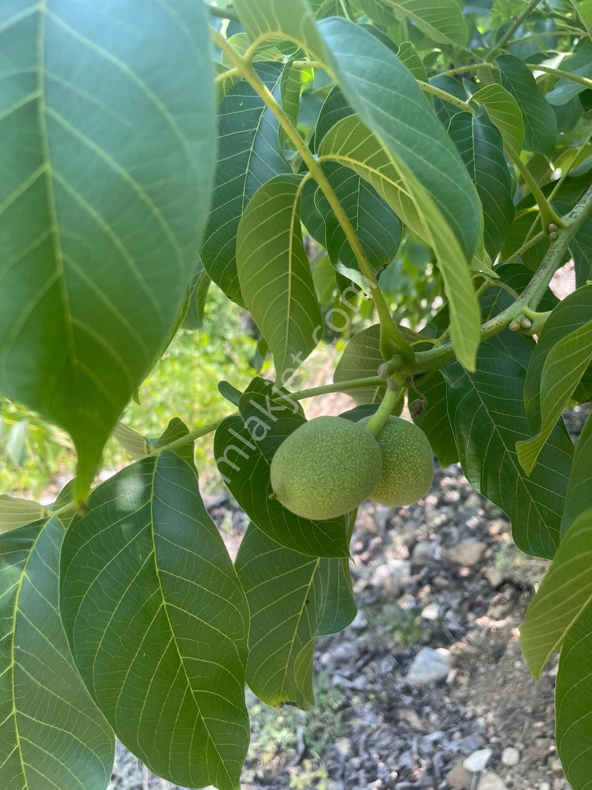 Alanya Karapınar Mevki Büyük Pınar Yaylasında Satılık 3.900 M2 Tarla - Görsel 2