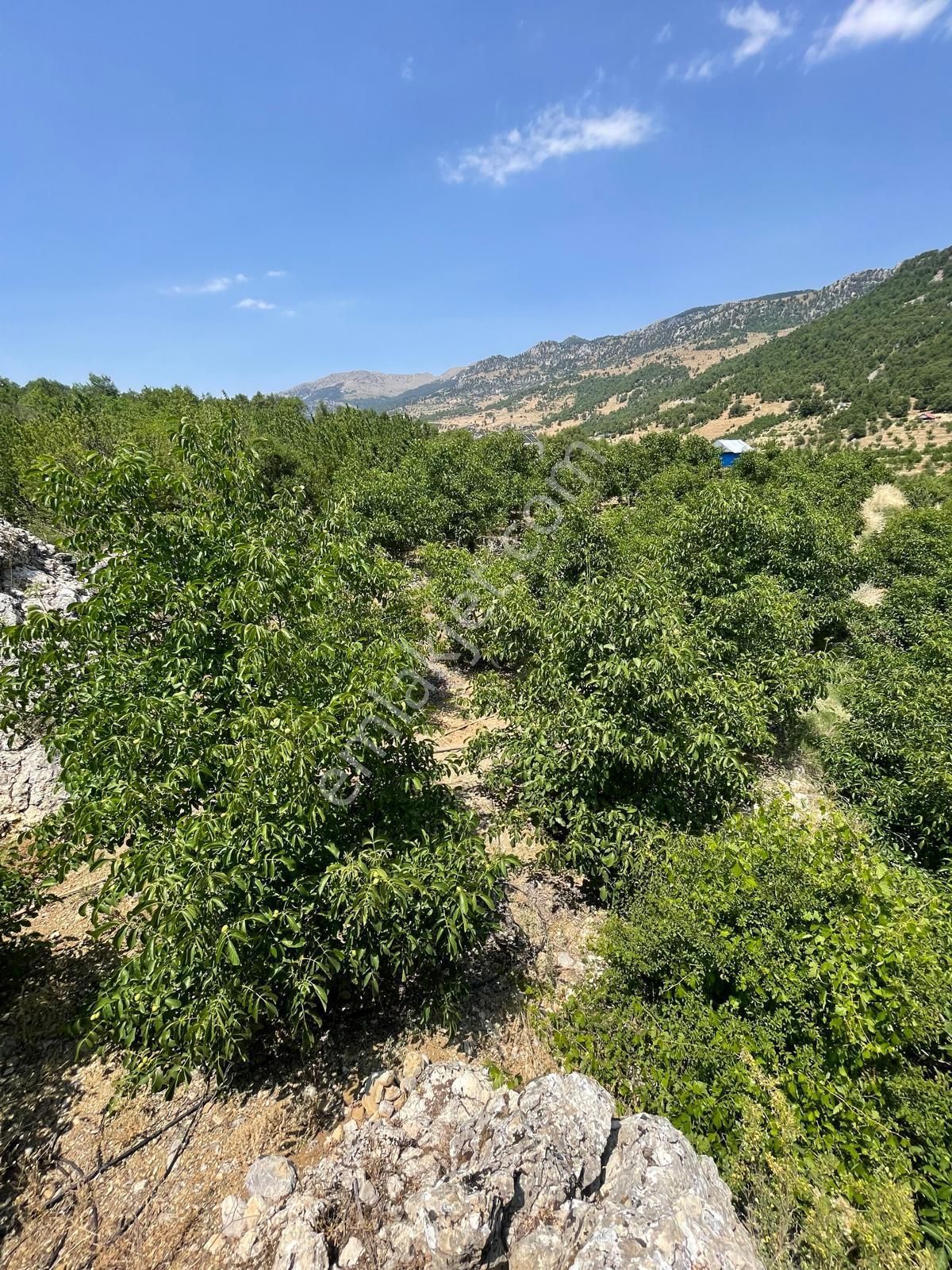 Alanya Karapınar Mevki Büyük Pınar Yaylasında Satılık 3.900 M2 Tarla - Görsel 21