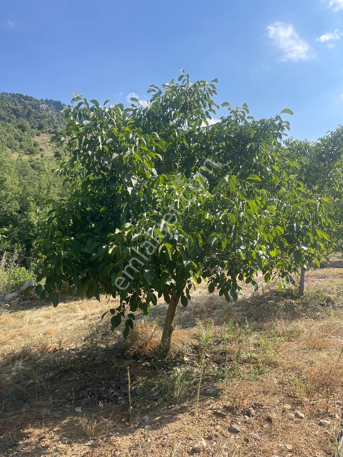 Alanya Karapınar Mevki Büyük Pınar Yaylasında Satılık 3.900 M2 Tarla - Görsel 15