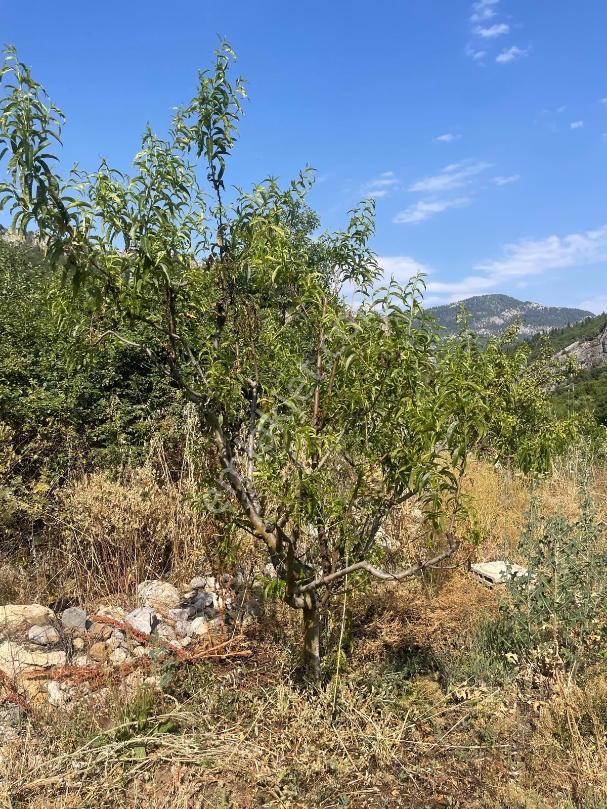 Alanya Karapınar Mevki Büyük Pınar Yaylasında Satılık 3.900 M2 Tarla - Görsel 4