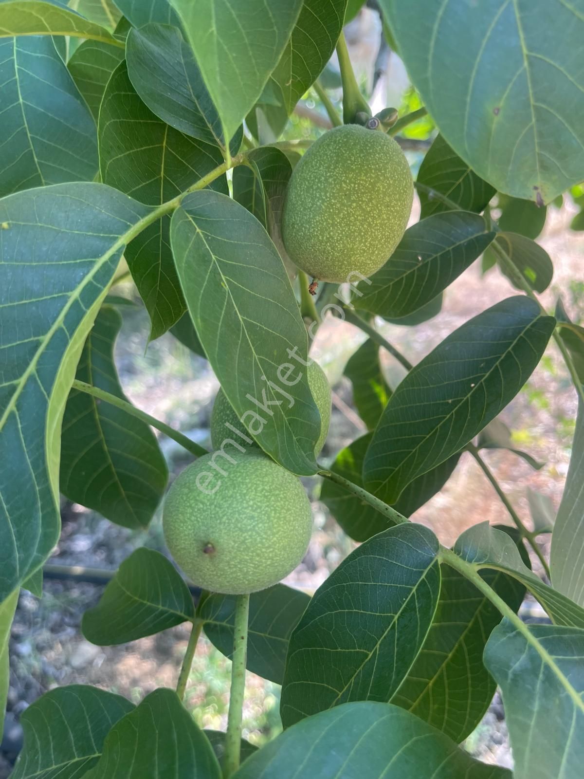 Alanya Karapınar Mevki Büyük Pınar Yaylasında Satılık 3.900 M2 Tarla - Görsel 14