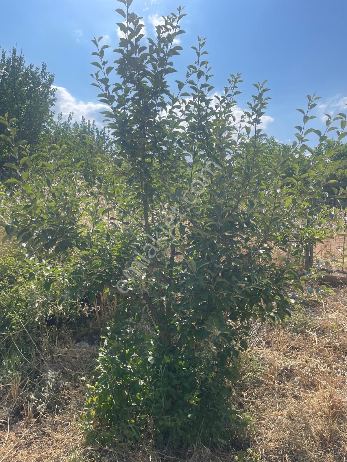 Alanya Karapınar Mevki Büyük Pınar Yaylasında Satılık 3.900 M2 Tarla - Görsel 28