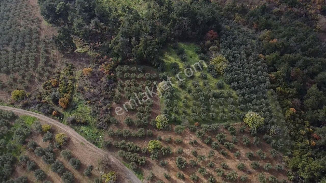 Tırpan'dan Fırsat Dereköy'de 1.300m2 Müstakil Tapu Zeytinlik - Görsel 12