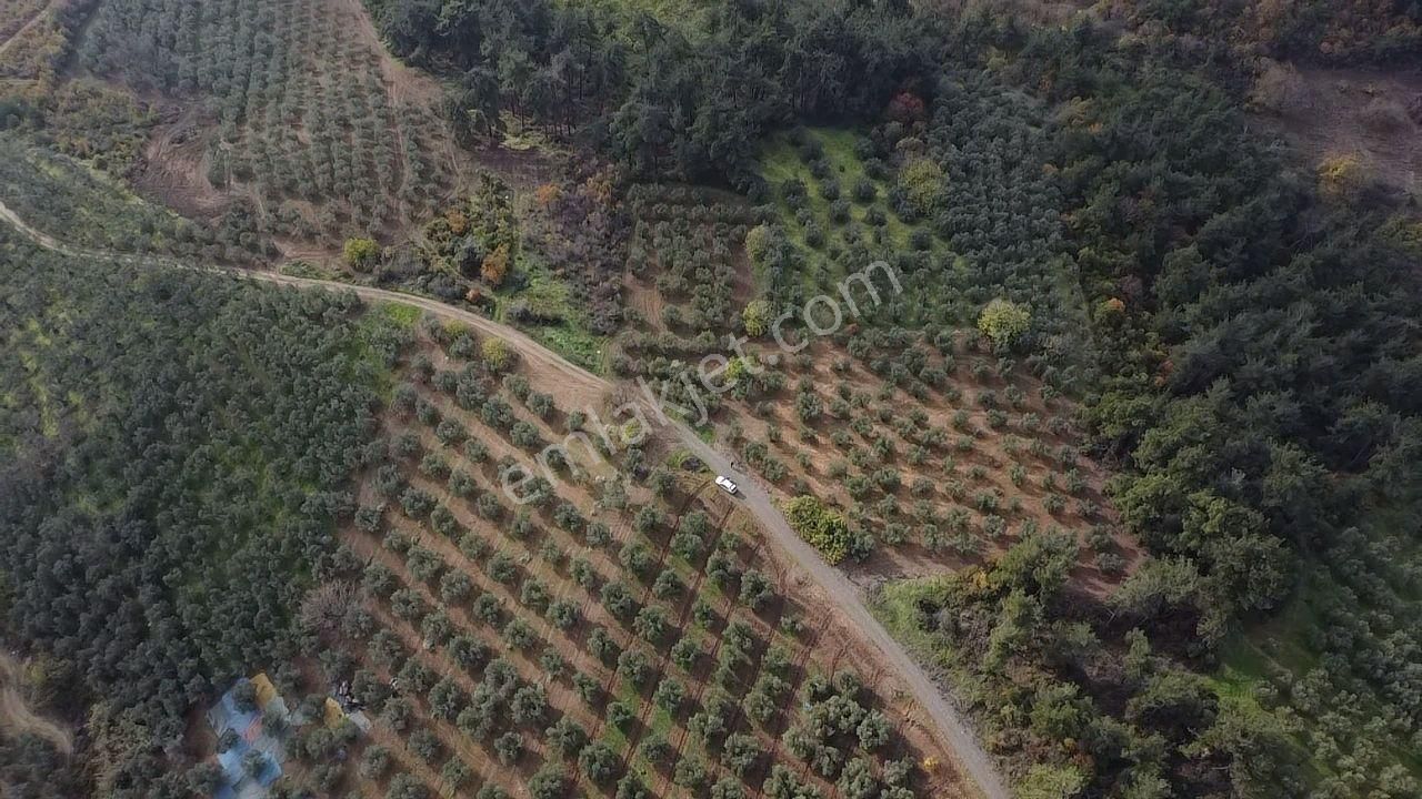 Tırpan'dan Fırsat Dereköy'de 1.300m2 Müstakil Tapu Zeytinlik - Görsel 19