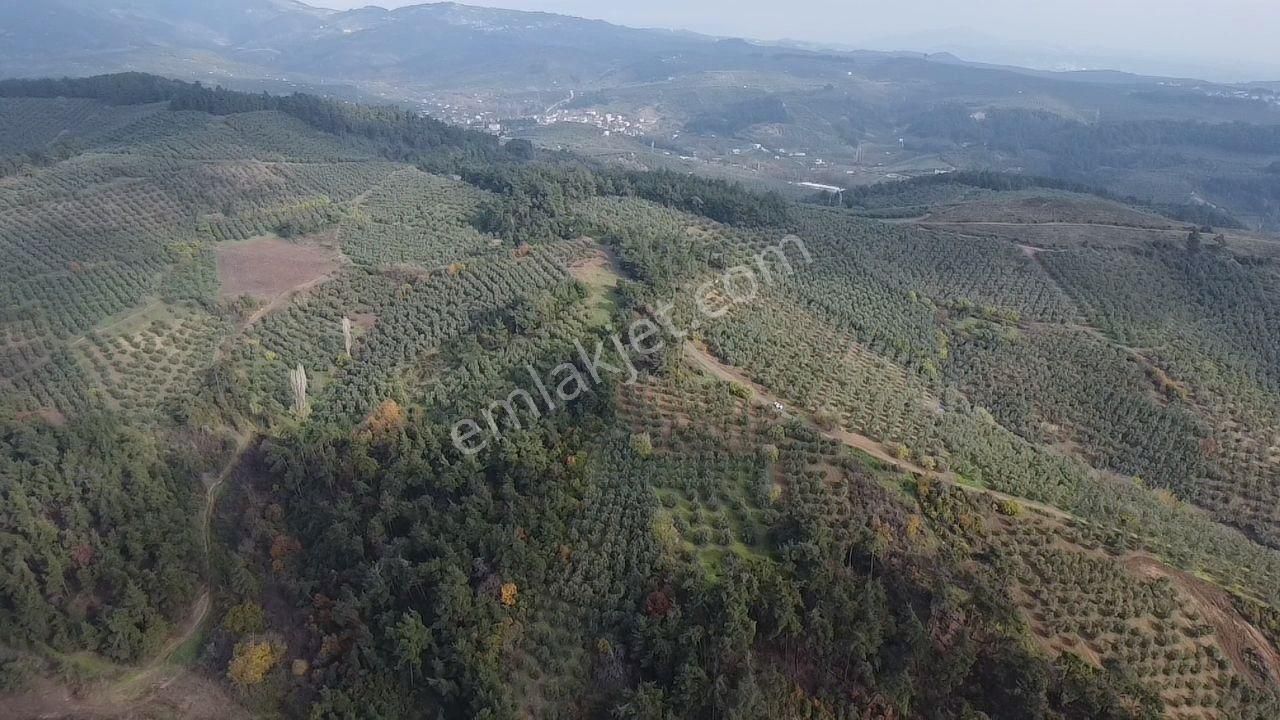 Tırpan'dan Fırsat Dereköy'de 1.300m2 Müstakil Tapu Zeytinlik - Görsel 24