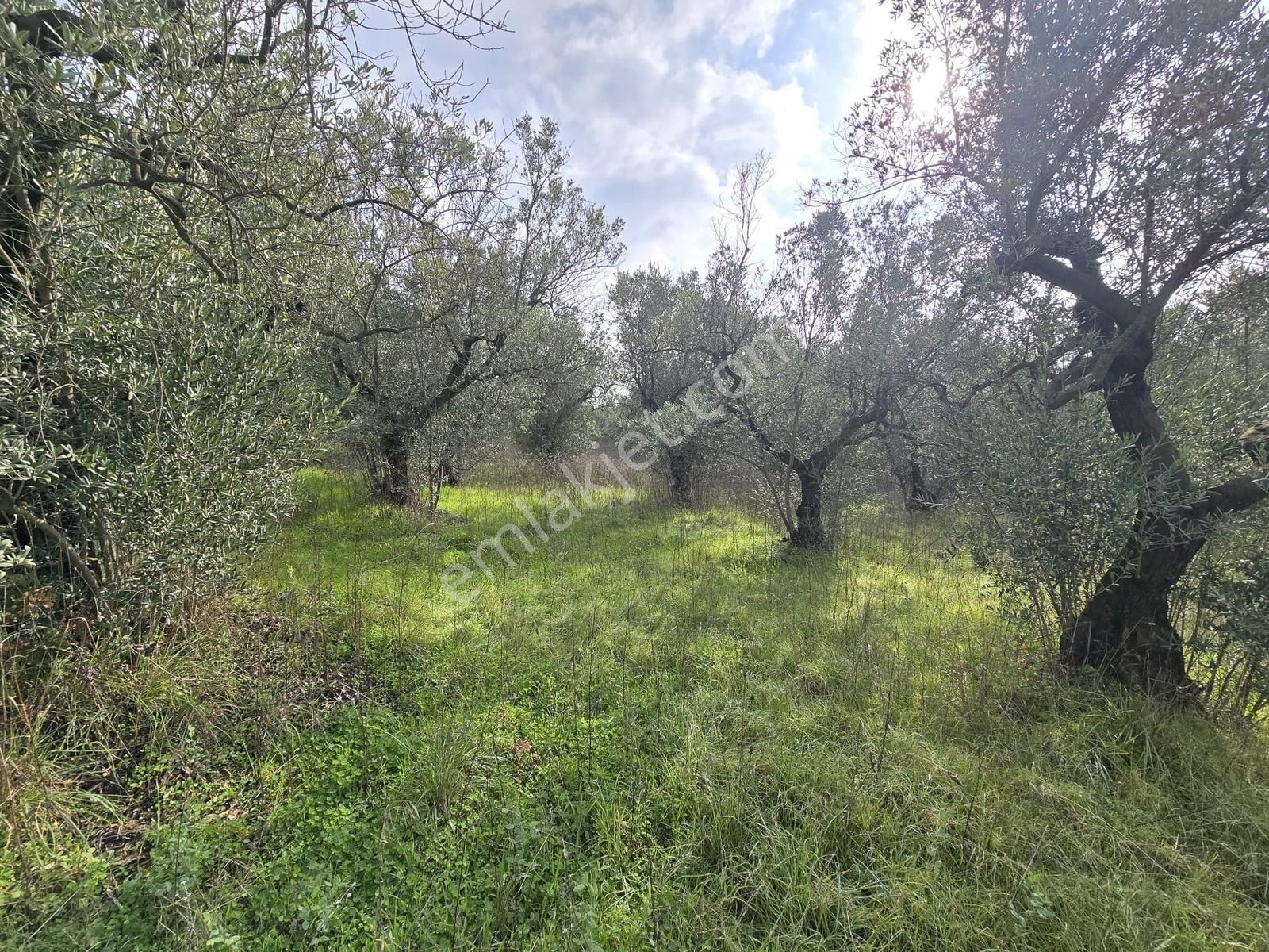 Tırpan'dan Fırsat Dereköy'de 1.300m2 Müstakil Tapu Zeytinlik - Görsel 20