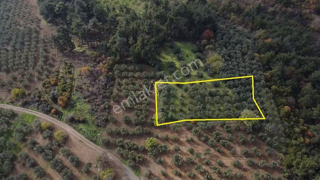 Tırpan'dan Fırsat Dereköy'de 1.300m2 Müstakil Tapu Zeytinlik - Görsel 13