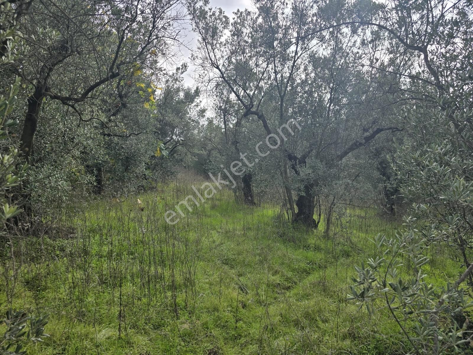 Tırpan'dan Fırsat Dereköy'de 1.300m2 Müstakil Tapu Zeytinlik - Görsel 15