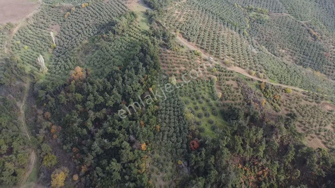 Tırpan'dan Fırsat Dereköy'de 1.300m2 Müstakil Tapu Zeytinlik - Görsel 7