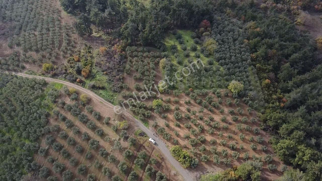 Tırpan'dan Fırsat Dereköy'de 1.300m2 Müstakil Tapu Zeytinlik - Görsel 3