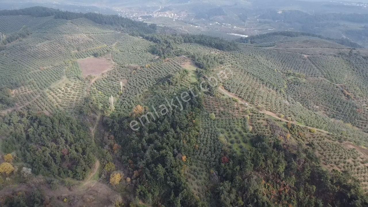 Tırpan'dan Fırsat Dereköy'de 1.300m2 Müstakil Tapu Zeytinlik - Görsel 23