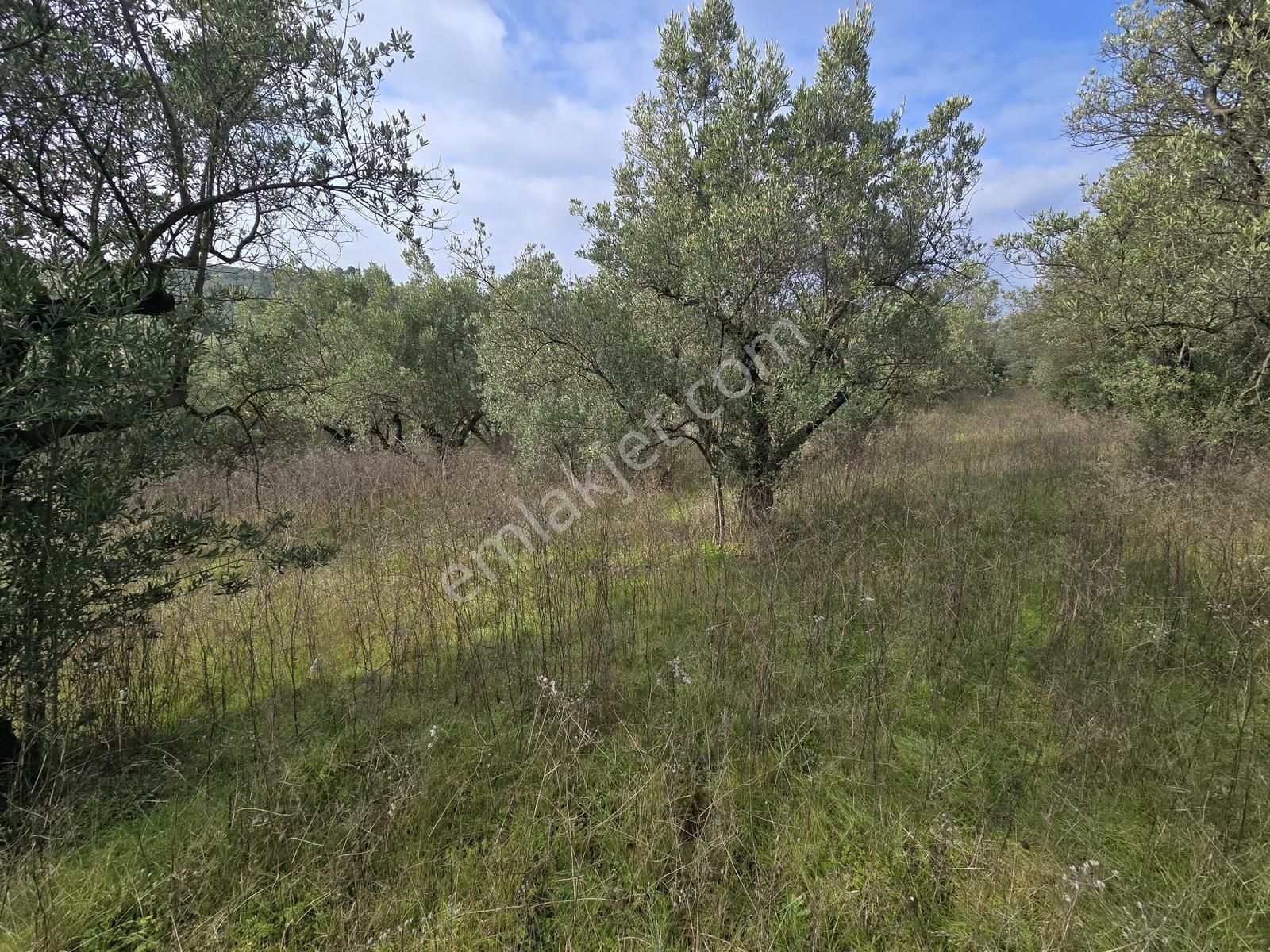 Tırpan'dan Fırsat Dereköy'de 1.300m2 Müstakil Tapu Zeytinlik - Görsel 30