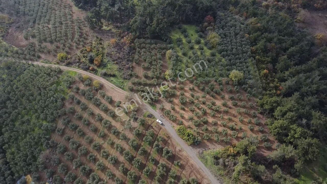 Tırpan'dan Fırsat Dereköy'de 1.300m2 Müstakil Tapu Zeytinlik - Görsel 32