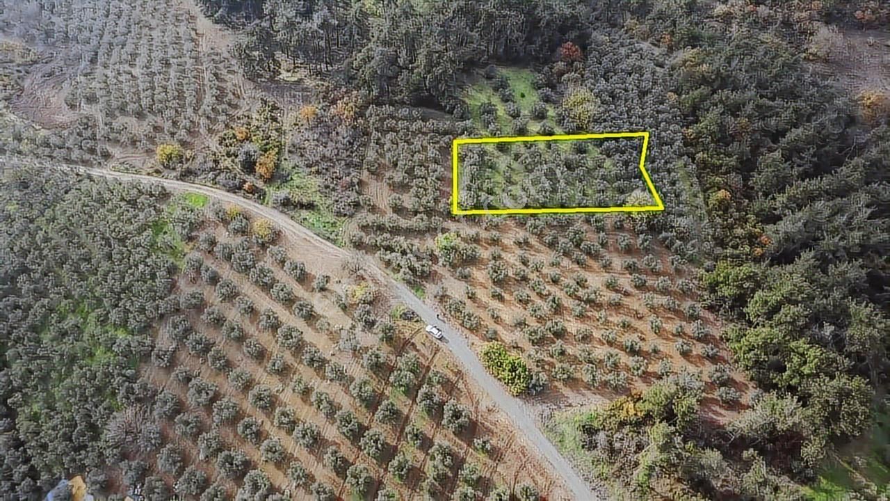 Tırpan'dan Fırsat Dereköy'de 1.300m2 Müstakil Tapu Zeytinlik - Görsel 14