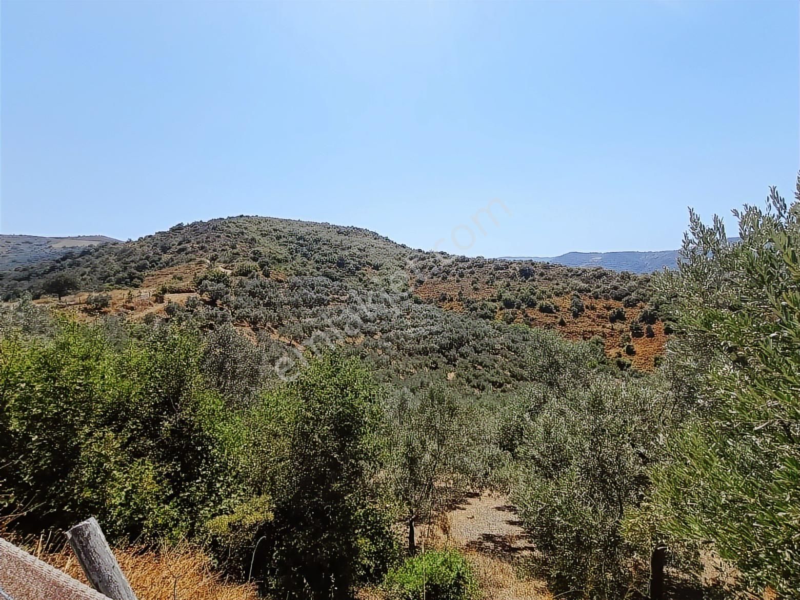 Balıkesir Erdek Kestanelikte Deniz Gören 6350 M2 Zeytinlik - Görsel 14
